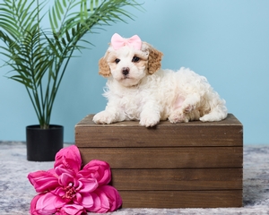 Raya F1 Cavapoo